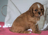 AKC Registered Cavalier King Charles Spaniel For Sale Holmesville, OH Female- Amber