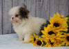 Shih Tzu For Sale Warsaw, OH Female - Juliet