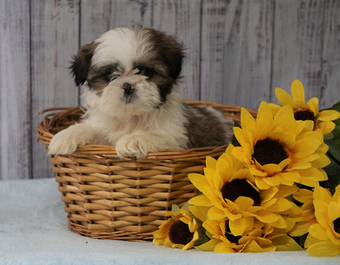 Shih Tzu For Sale Warsaw, OH Female - Munchkin