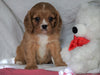 AKC Registered Cavalier King Charles Spaniel For Sale Holmesville, OH Female- Abby
