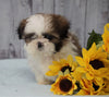 Shih Tzu For Sale Warsaw, OH Female - Munchkin