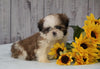 Shih Tzu For Sale Warsaw, OH Female - Munchkin