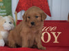 AKC Registered Golden Retriever For Sale Loudenville OH, Female - Holly