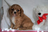 AKC Registered Cavalier King Charles Spaniel For Sale Holmesville, OH Female- Abby