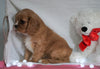 AKC Registered Cavalier King Charles Spaniel For Sale Holmesville, OH Female- Abby