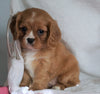 AKC Registered Cavalier King Charles Spaniel For Sale Holmesville, OH Female- Abby