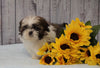 Shih Tzu For Sale Warsaw, OH Male - Sparky
