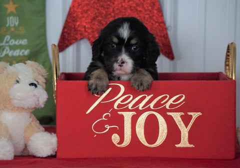 Mini Bernedoodle For Sale Loudenville OH, Male - Ralph