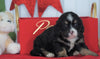 Mini Bernedoodle For Sale Loudenville OH, Male - Ralph