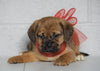 Puggle For Sale Sugarcreek OH, Female - Joy