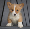 AKC Registered Pembroke Welsh Corgi For Sale Millersburg, OH Male - Russel