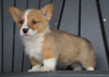 AKC Registered Pembroke Welsh Corgi For Sale Millersburg, OH Male - Russel
