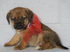 Puggle For Sale Sugarcreek OH, Female - Joy
