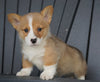 AKC Registered Pembroke Welsh Corgi For Sale Millersburg, OH Male - Russel