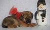 Puggle For Sale Sugarcreek OH, Female - Joy