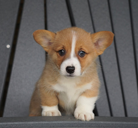 AKC Registered Pembroke Welsh Corgi For Sale Millersburg, OH Female - Lily