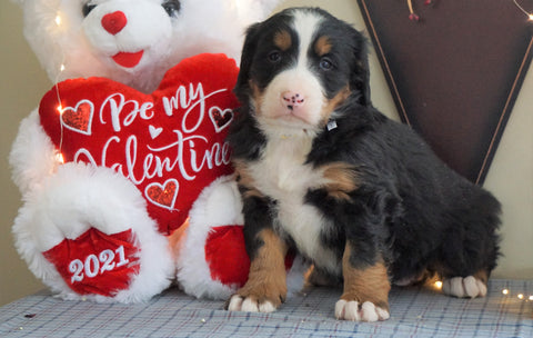AKC Registered Bernese Mountain Dog For Sale Millersburg, OH Female- Bella