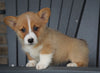 AKC Registered Pembroke Welsh Corgi For Sale Millersburg, OH Female - Lily