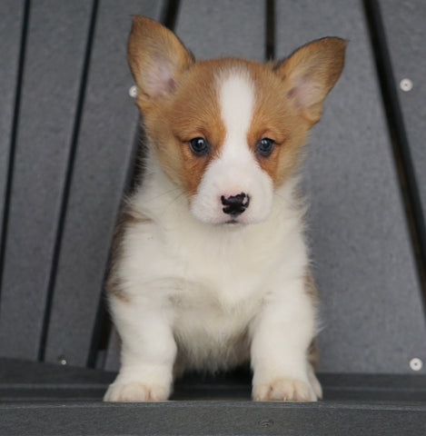 AKC Registered Pembroke Welsh Corgi For Sale Millersburg, OH Female - Sasha