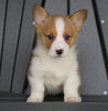 AKC Registered Pembroke Welsh Corgi For Sale Millersburg, OH Female - Sasha