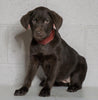 Labrador Retriever Puppy For Sale Sugarcreek OH Female - Noel