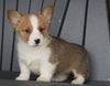 AKC Registered Pembroke Welsh Corgi For Sale Millersburg, OH Female - Sasha