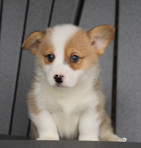 AKC Registered Pembroke Welsh Corgi For Sale Millersburg, OH Male - Cody