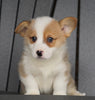 AKC Registered Pembroke Welsh Corgi For Sale Millersburg, OH Male - Cody
