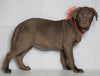 Labrador Retriever Puppy For Sale Sugarcreek OH Female - Candie