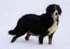 AKC Registered Bernese Mountain Dog For Sale Millersburg, OH Male- Roscoe