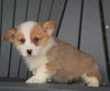AKC Registered Pembroke Welsh Corgi For Sale Millersburg, OH Male - Cody