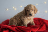 Mini Goldendoodle For Sale Sugarcreek, OH Male- Bear
