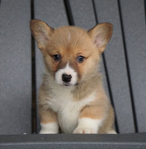 AKC Registered Pembroke Welsh Corgi For Sale Millersburg, OH Female - Cheyenne