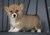 AKC Registered Pembroke Welsh Corgi For Sale Millersburg, OH Female - Cheyenne