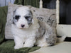 Mini Sheepadoodle For Sale Holmesville, OH Male- Gunner