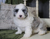 Mini Sheepadoodle For Sale Holmesville, OH Male- Gunner