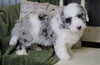 Mini Sheepadoodle For Sale Holmesville, OH Male- Gunner