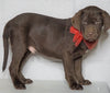 Labrador Retriever Puppy For Sale Sugarcreek OH Male - Rudolph