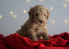 Mini Goldendoodle For Sale Sugarcreek, OH Male- Arrow