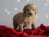 Mini Goldendoodle For Sale Sugarcreek, OH Male- Beau