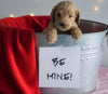 Mini Goldendoodle For Sale Sugarcreek, OH Male- Beau