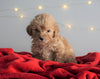Mini Goldendoodle For Sale Sugarcreek, OH Female- Cupcake