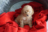 Mini Goldendoodle For Sale Sugarcreek, OH Female- Cupcake