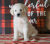 AKC Registered English Cream Golden Retriever For Sale Fredericksburg OH, Female - Kandy