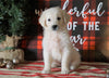 AKC Registered English Cream Golden Retriever For Sale Fredericksburg OH, Female - Noel