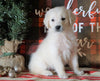 AKC Registered English Cream Golden Retriever For Sale Fredericksburg OH, Female - Noel
