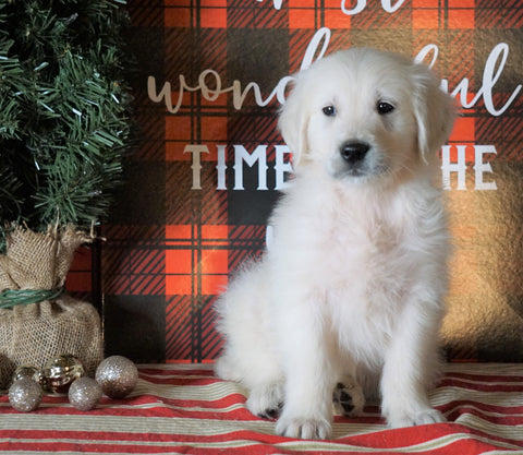AKC Registered English Cream Golden Retriever For Sale Fredericksburg OH, Male - Jupiter