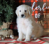 AKC Registered English Cream Golden Retriever For Sale Fredericksburg OH, Male - Jupiter