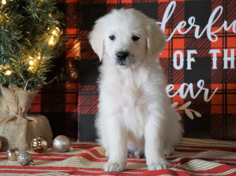 AKC Registered English Cream Golden Retriever For Sale Fredericksburg OH, Male - River