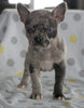 Frenchton Puppy For Sale Wooster, OH Female- Whitney